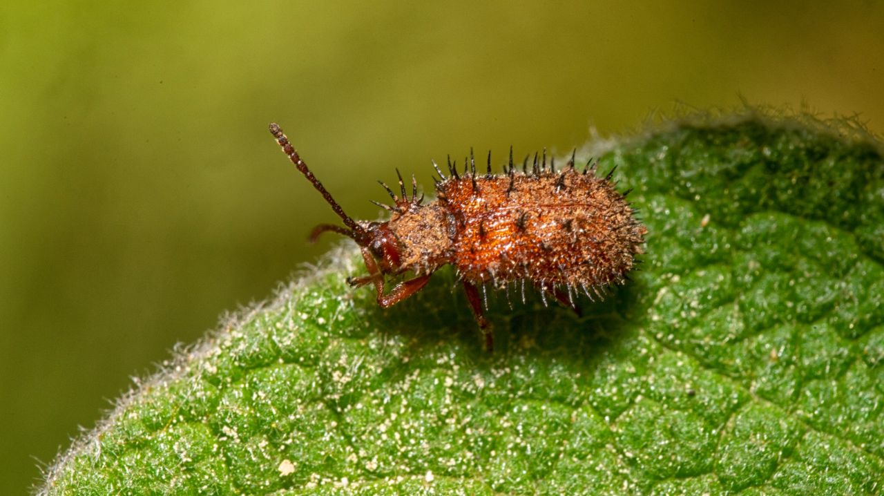 Che cosa chiamiamo davvero natura?